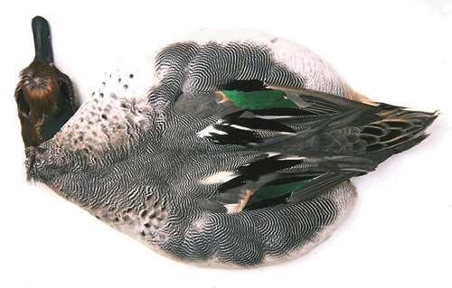 Veniard Teal Duck Complete Skin Natural